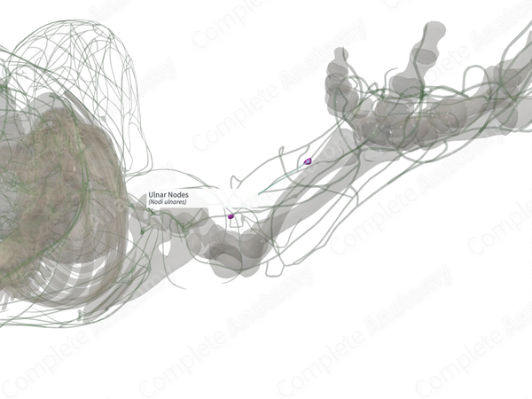Ulnar Nodes (Right)