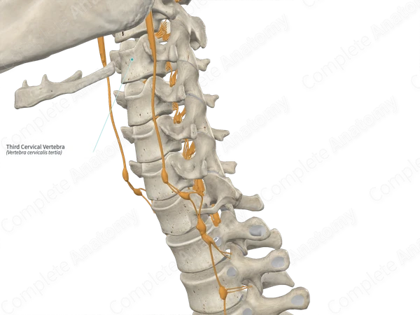 Third Cervical Vertebra
