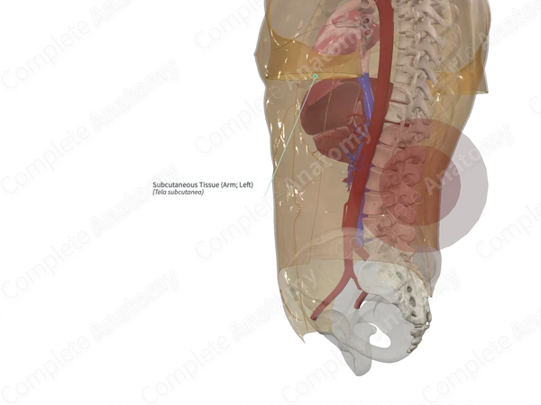 Subcutaneous Tissue (Arm; Left)