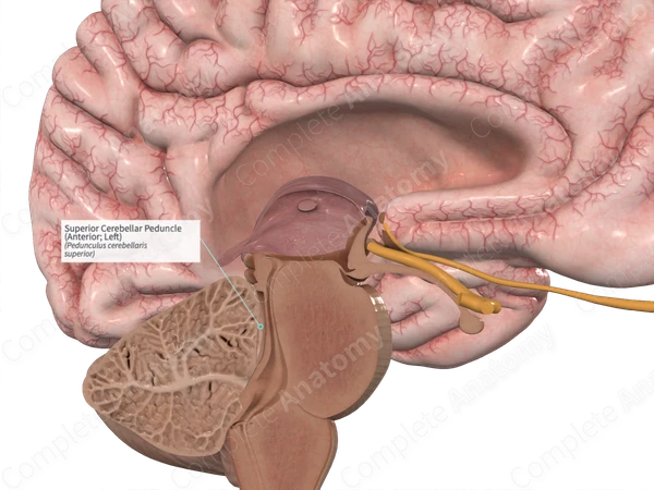 Superior Cerebellar Peduncle (Anterior; Left)