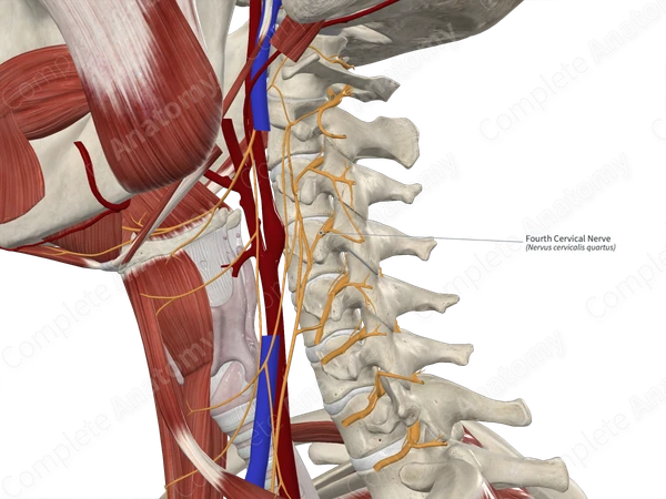 Fourth Cervical Nerve