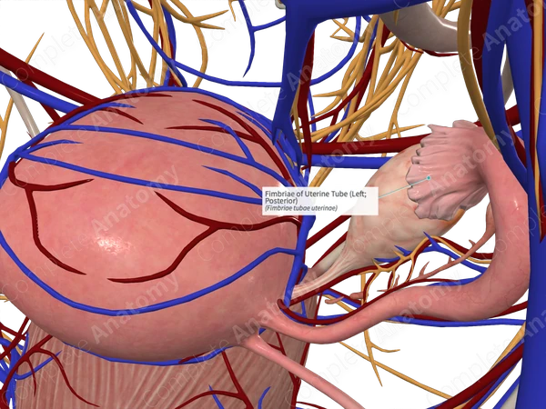 Fimbriae of Uterine Tube (Left; Posterior)
