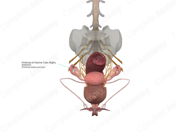 Fimbriae of Uterine Tube (Right; Anterior)