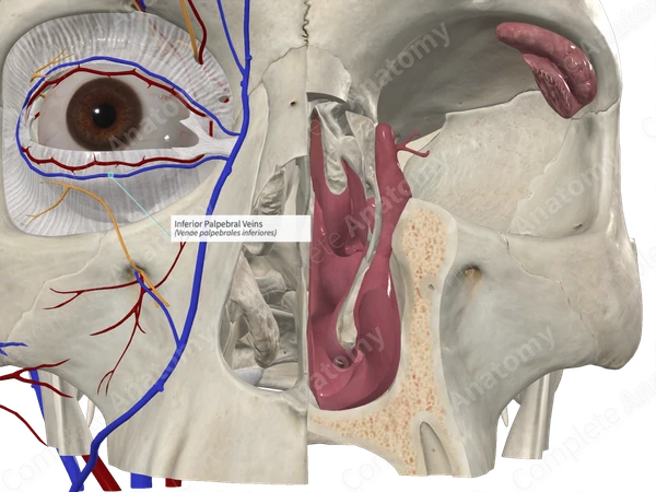 Inferior Palpebral Veins 