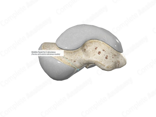 Middle Facet for Calcaneus 