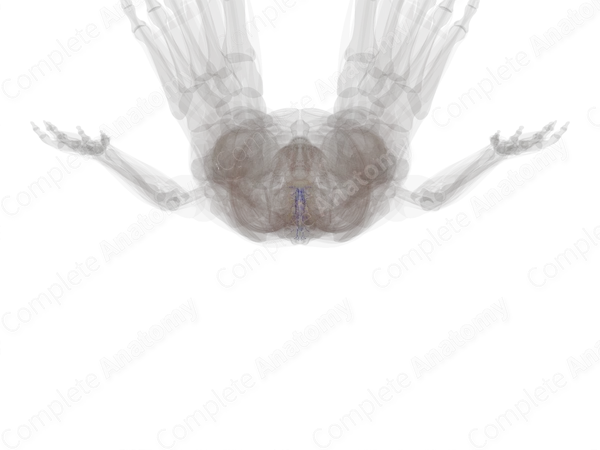 Radicular Veins
