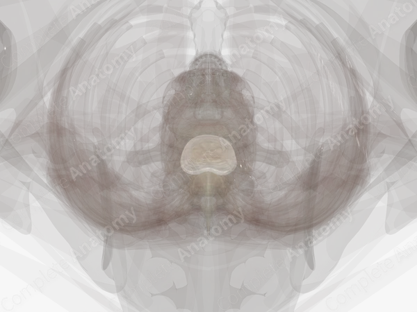 Intervertebral Disc (T12-L1)
