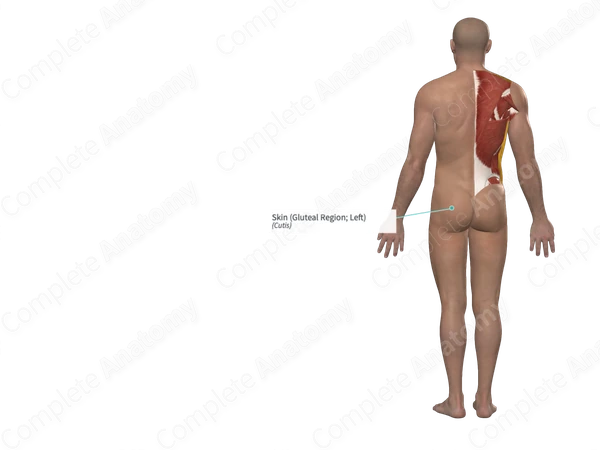 Skin (Gluteal Region; Left)