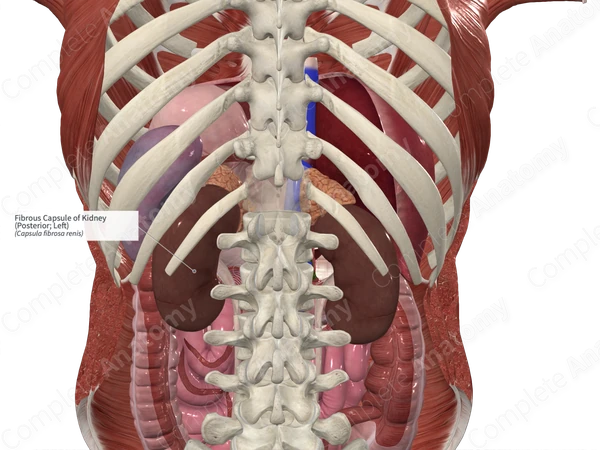 Fibrous Capsule of Kidney (Posterior; Left)