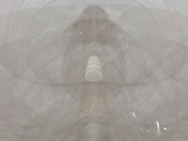 Intervertebral Symphysis (Cervical)