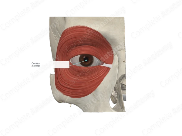 Cornea