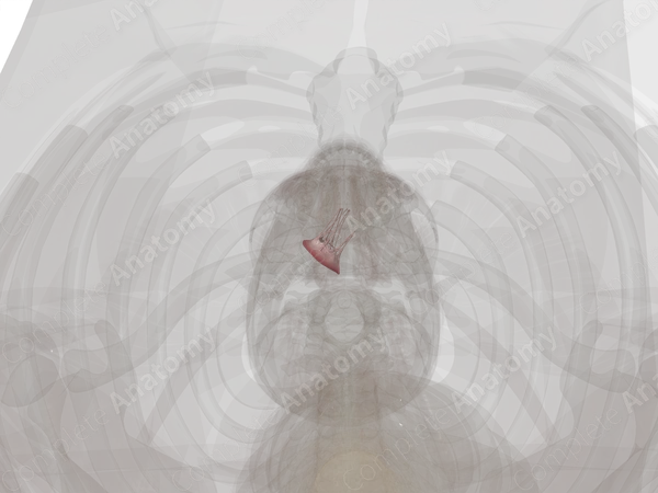 Right Atrioventricular Valve