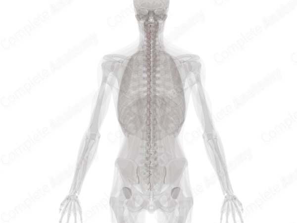 Postcentral Arterial Branches (Left)