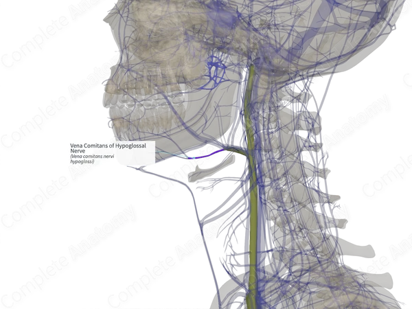 Vena Comitans of Hypoglossal Nerve (Right)