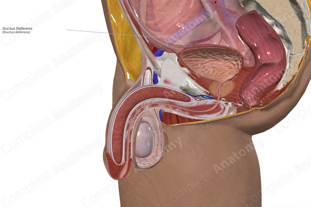Ductus Deferens