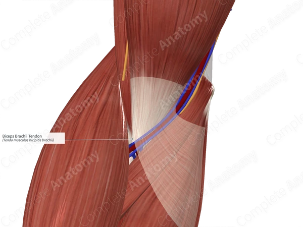 Biceps Brachii Tendon 