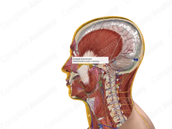 Cranial Arachnoid