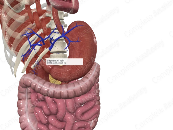 Segment VI Vein
