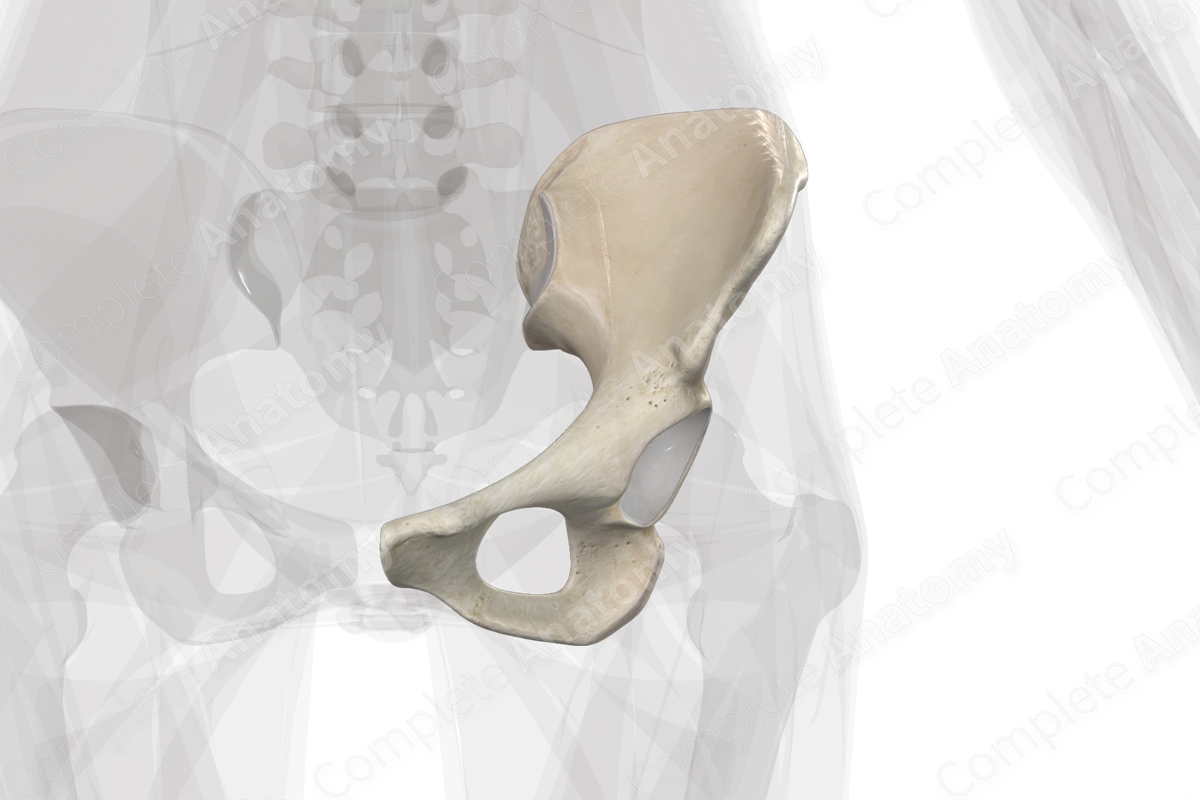 Pelvic Girdle Bones and Parts: Coxal, Ilium, Ischium, Pubis and Acetabulum