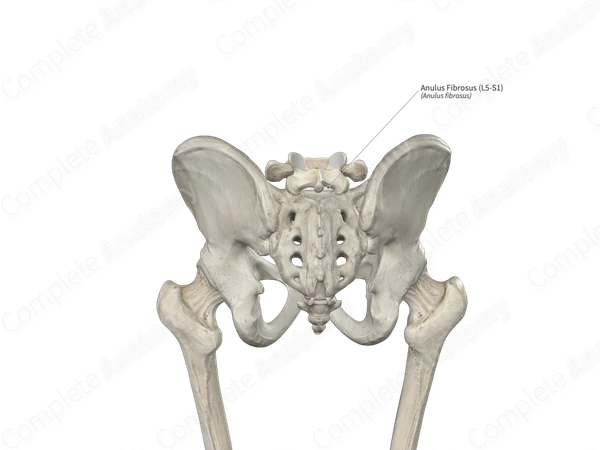 Anulus Fibrosus (L5-S1)