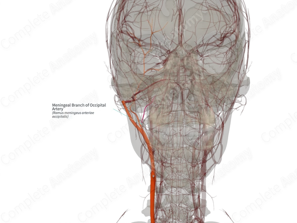 Meningeal Branch of Occipital Artery (Right)