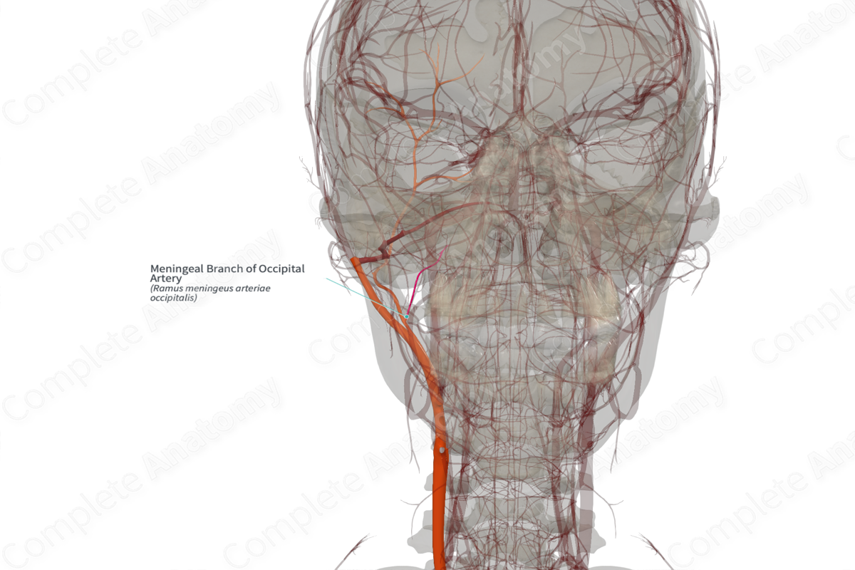 Meningeal Branch of Occipital Artery (Right)