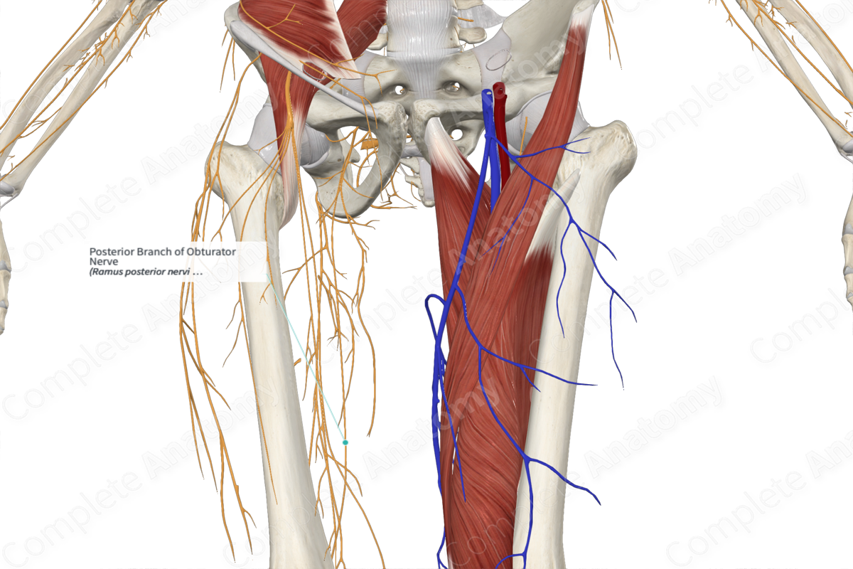 Posterior Branch of Obturator Nerve 