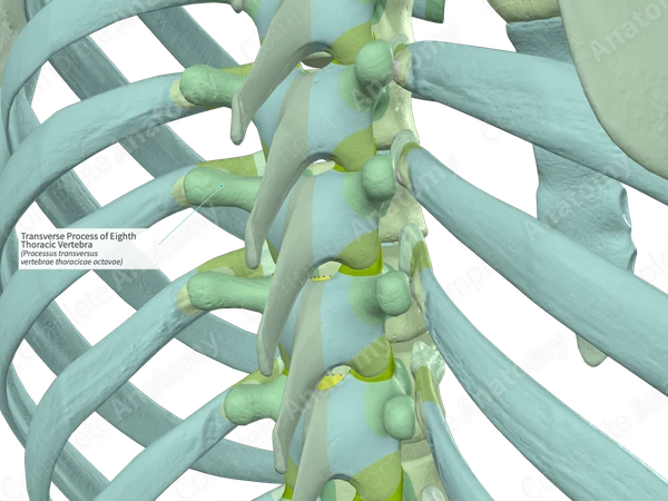 Transverse Process of Eighth Thoracic Vertebra (Right)