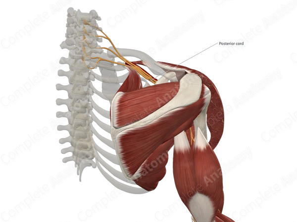 Posterior Cord of Brachial Plexus