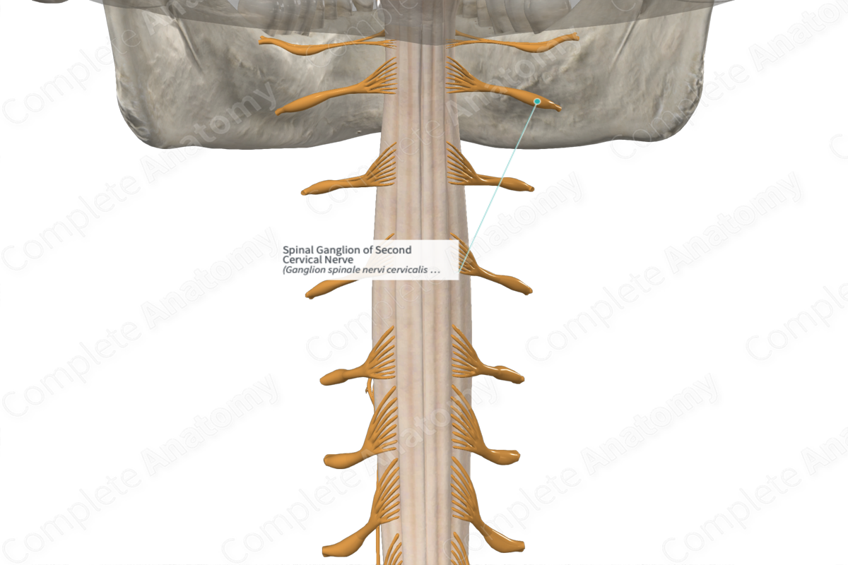 Spinal Ganglion of Second Cervical Nerve 