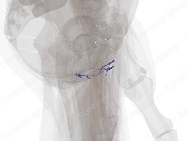 Veins of Female External Genitalia