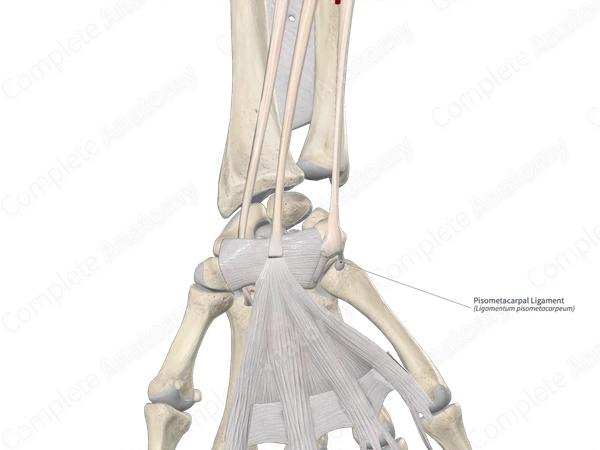Pisometacarpal Ligament 