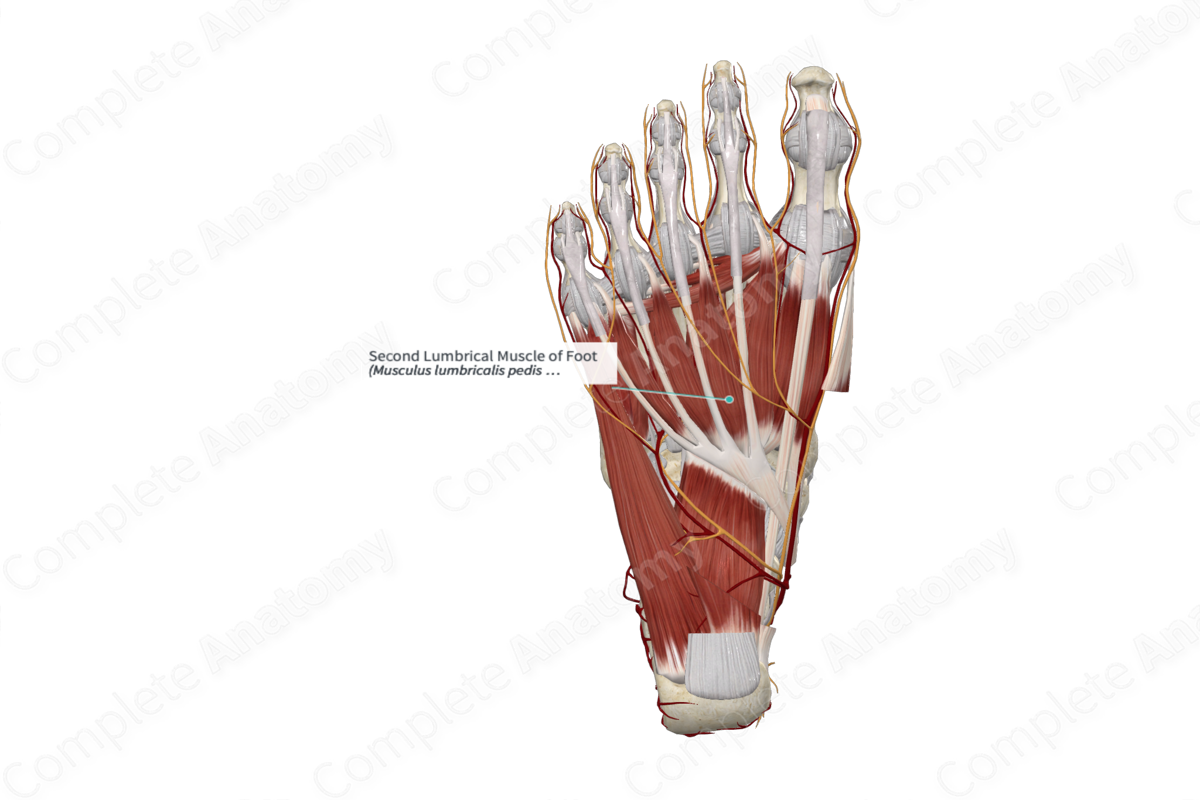Second Lumbrical Muscle of Foot 