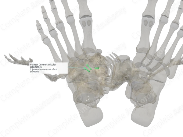 Plantar Cuneonavicular Ligaments (Left)