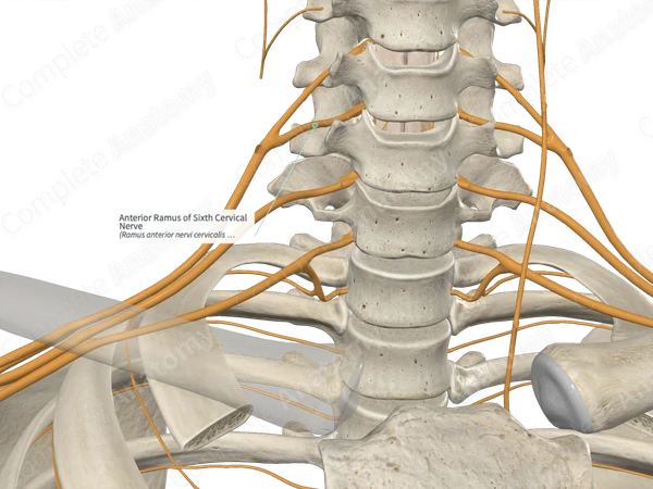 Anterior Ramus of Sixth Cervical Nerve 