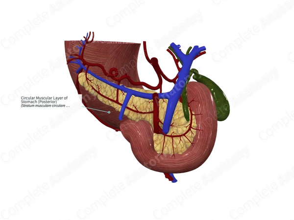 Circular Muscular Layer of Stomach (Posterior)