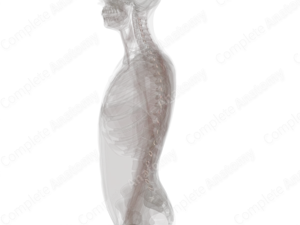Zygapophyseal Joints