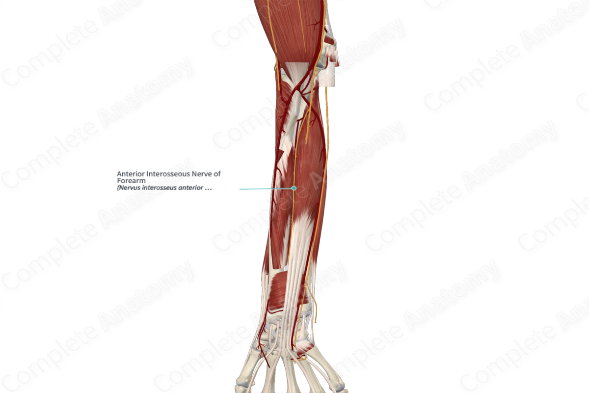 Anterior Interosseous Nerve of Forearm 