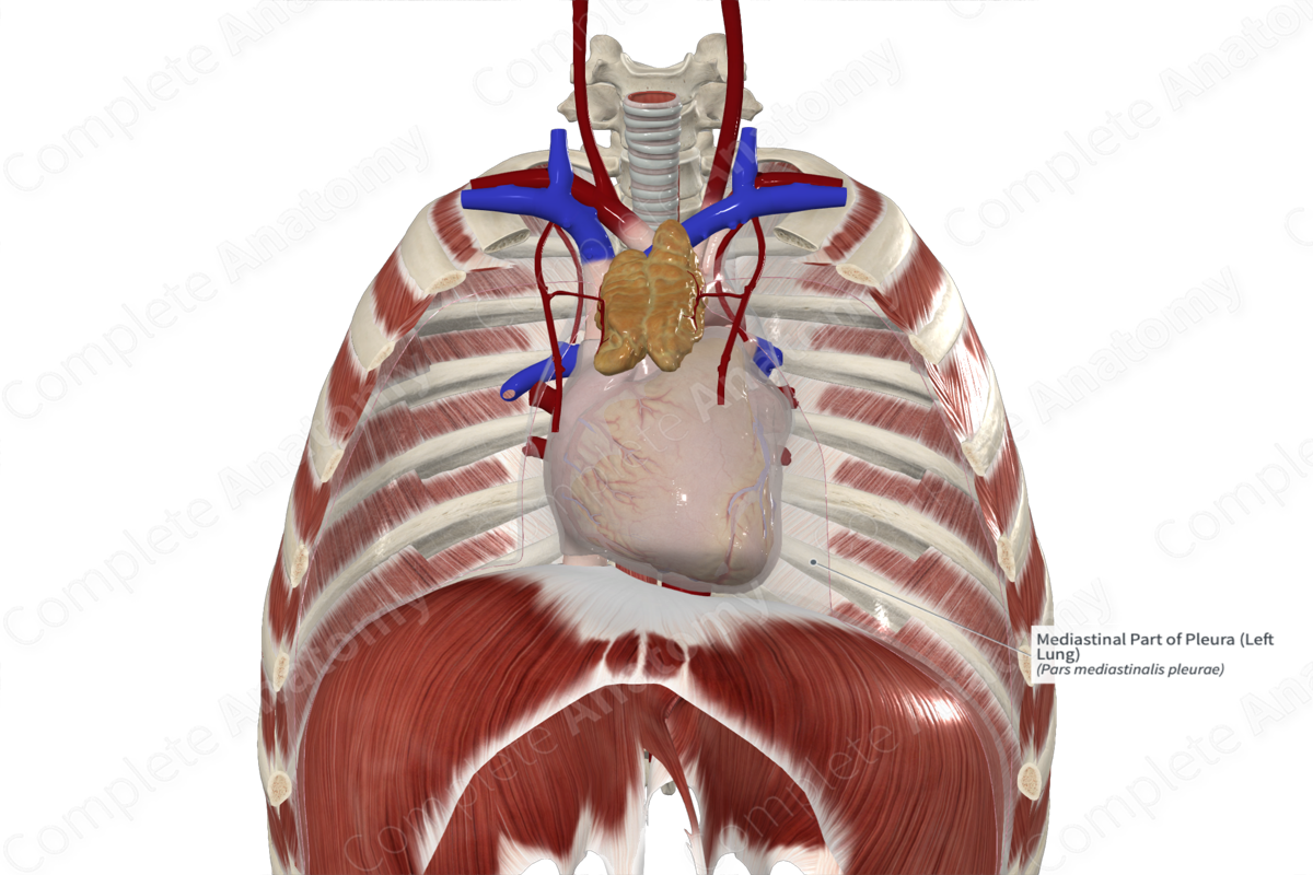 Mediastinal Part of Pleura (Left Lung)