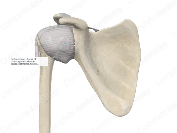 Subtendinous Bursa of Subscapularis Muscle 