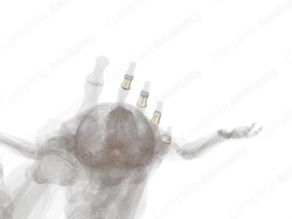 Middle Phalanges of Foot (Left)