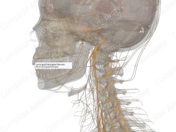 Laryngopharyngeal Nerves (Right)