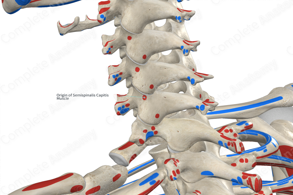 Origin of Semispinalis Capitis Muscle