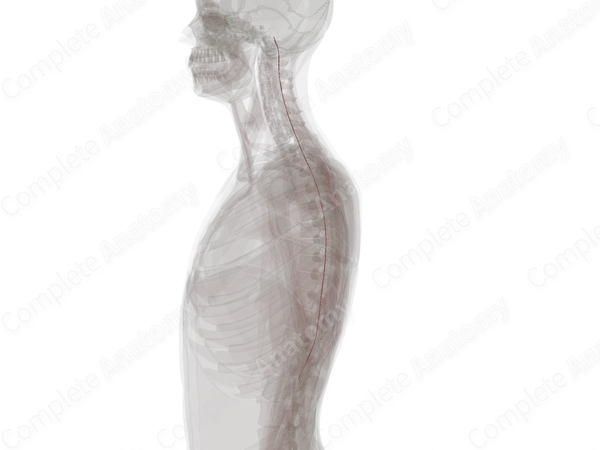Posterior Spinal Arteries