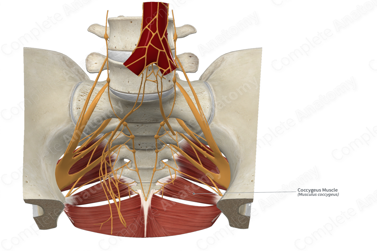 Coccygeus Muscle | Complete Anatomy