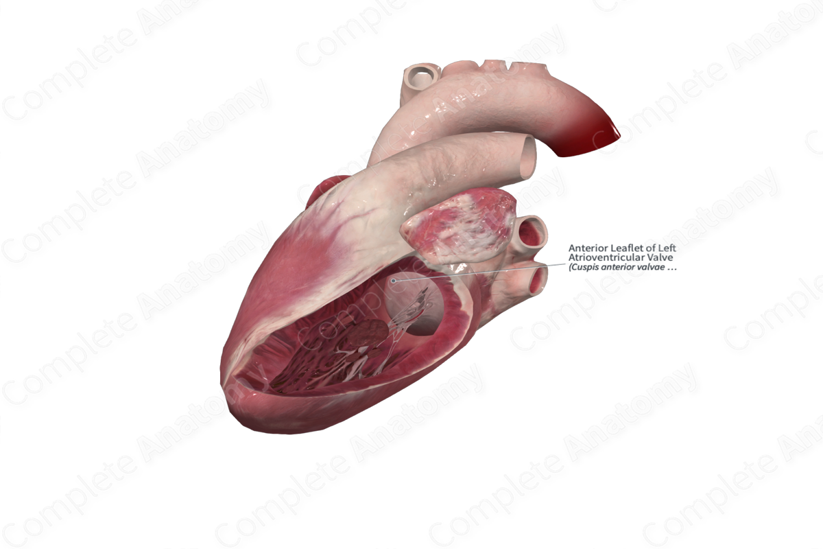 Anterior Leaflet of Left Atrioventricular Valve Complete Anatomy