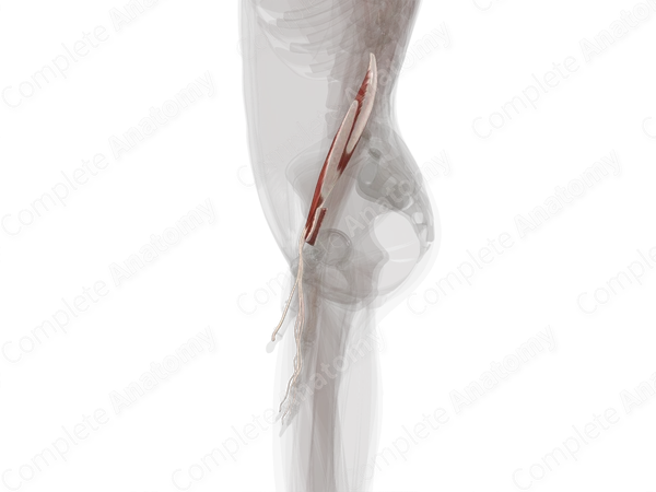 Deep Part of Anterior Compartment of Forearm (Left)