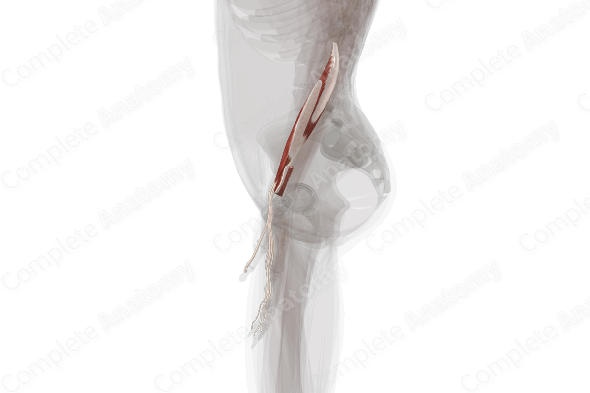 Deep Part of Anterior Compartment of Forearm (Left)