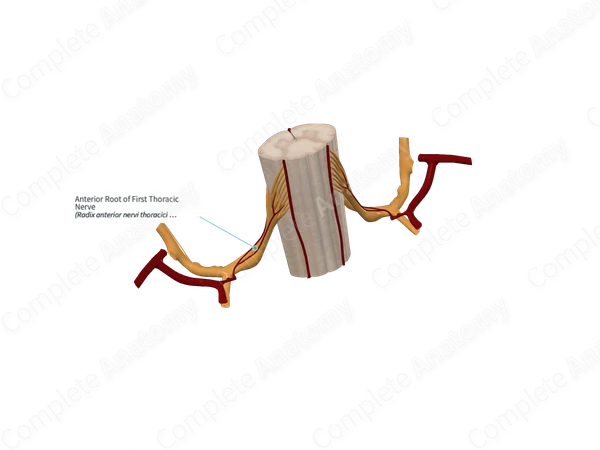 Anterior Root of First Thoracic Nerve 