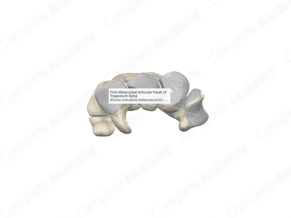 First Metacarpal Articular Facet of Trapezium Bone